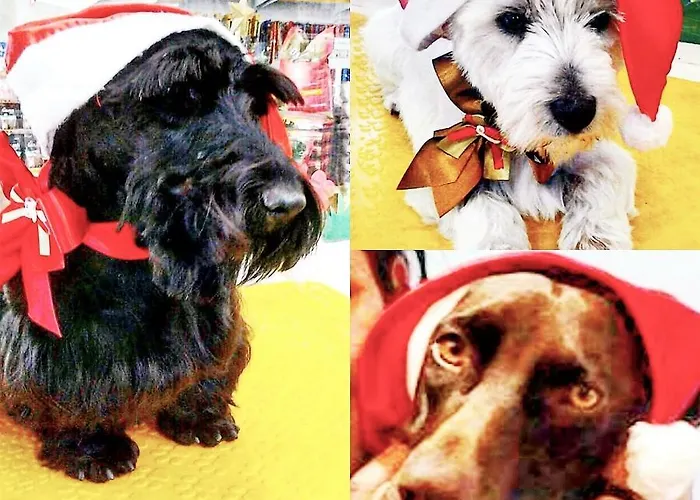 Melhores Fotos do Hotel Rieger em Camboriú