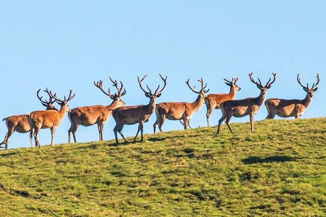 Swiss National Park — Engadin Scuol Zernez