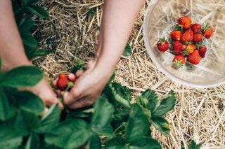 Travelling to the northern edge of London might seem a bit extreme for a punnet of berries but fruit picking can be a...